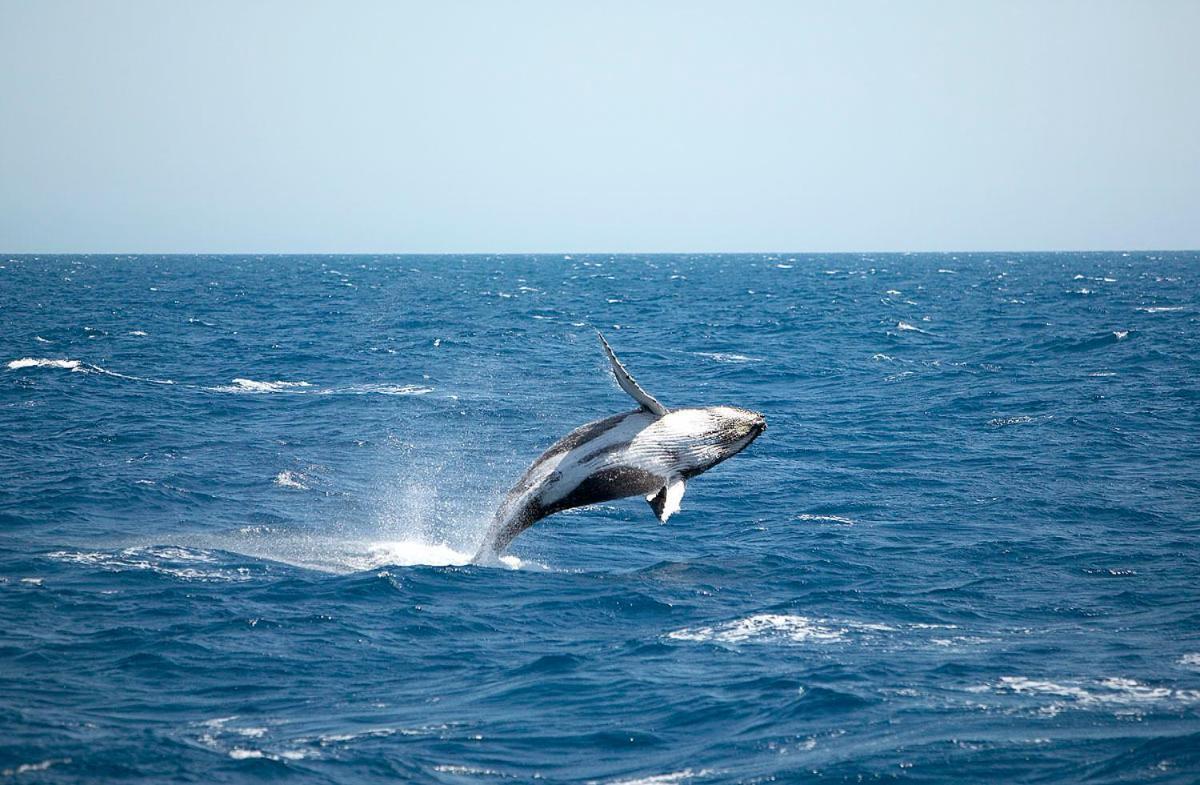Ramada By Wyndham Hervey Bay Eksteriør billede A living Megaptera novaeangliae, or humpback whale